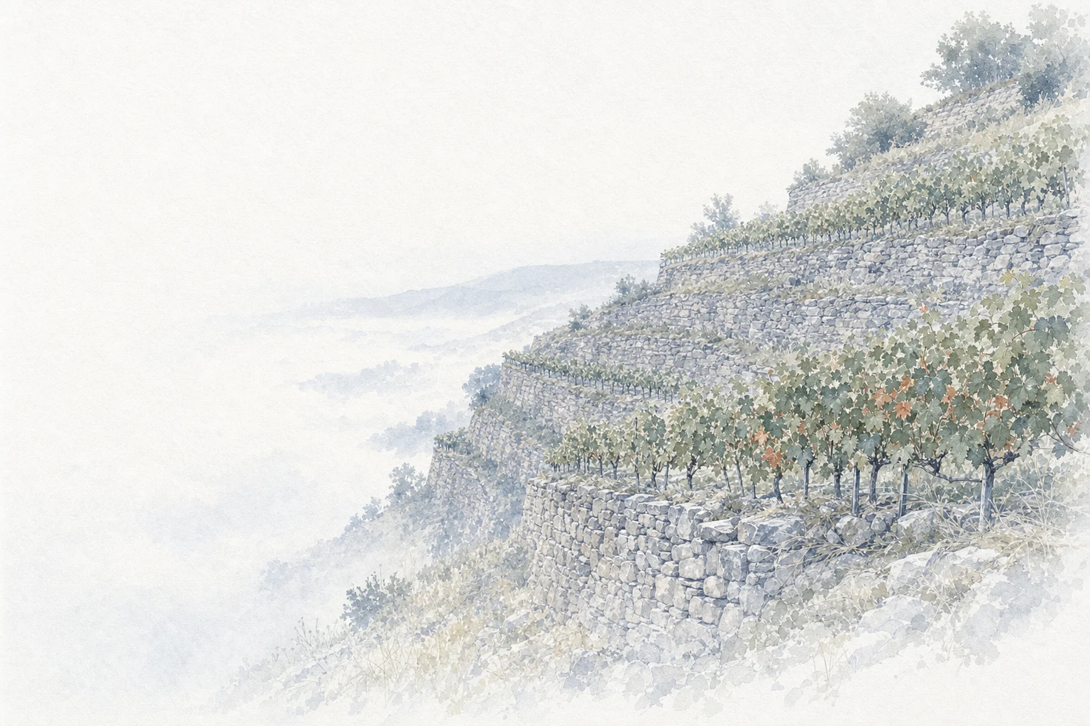 A steep vineyard in terraces. Dry stone walls hold each narrow row of vines.